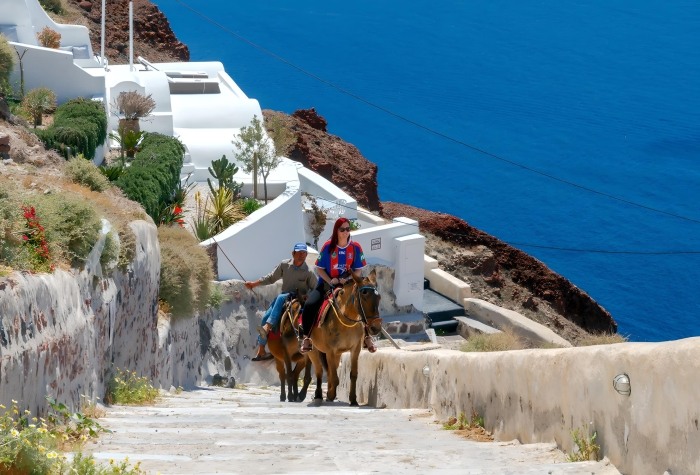 Donkeys In Fira Town Santorini