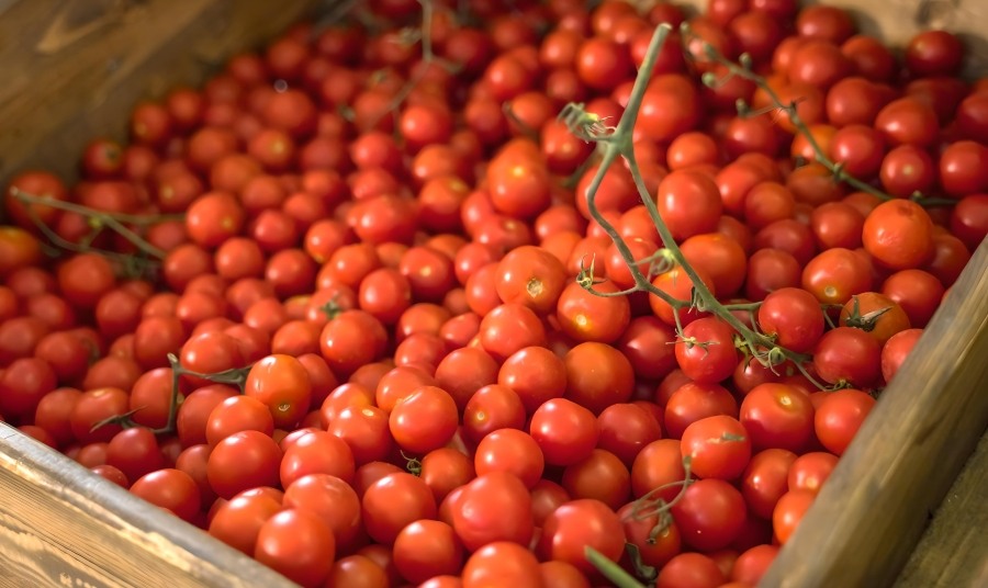 Cherry Tomatoes Of Santorini